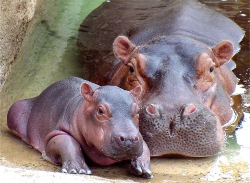 Hippopotamus