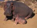 1060894~Hippopotamus-Adult-with-Baby-Masai-Mara-Kenya-Posters