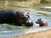 Hippopotamus_004