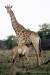 giraffe_knp-pw058m